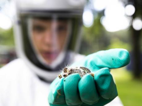 Aantal eikenprocessierupsen in jaar tijd verdriedubbeld in Nederland