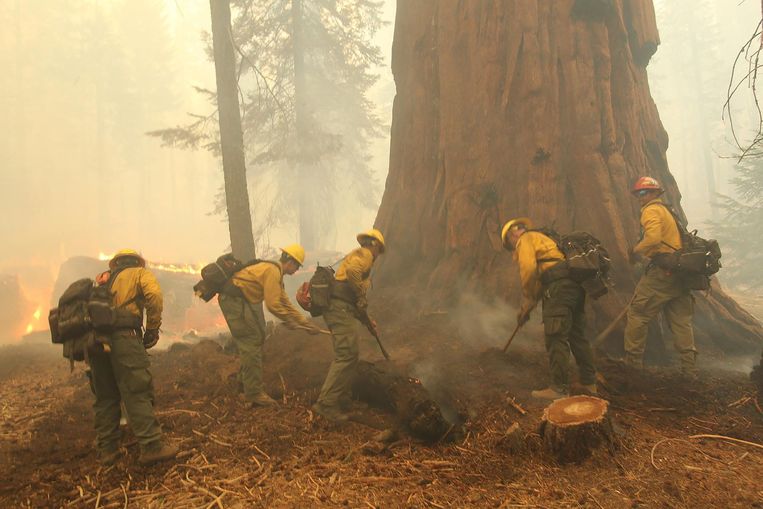 Brandweerlui bestrijden het vuur rond een sequoia in Sequoia National Forest, Californië. Beeld AFP