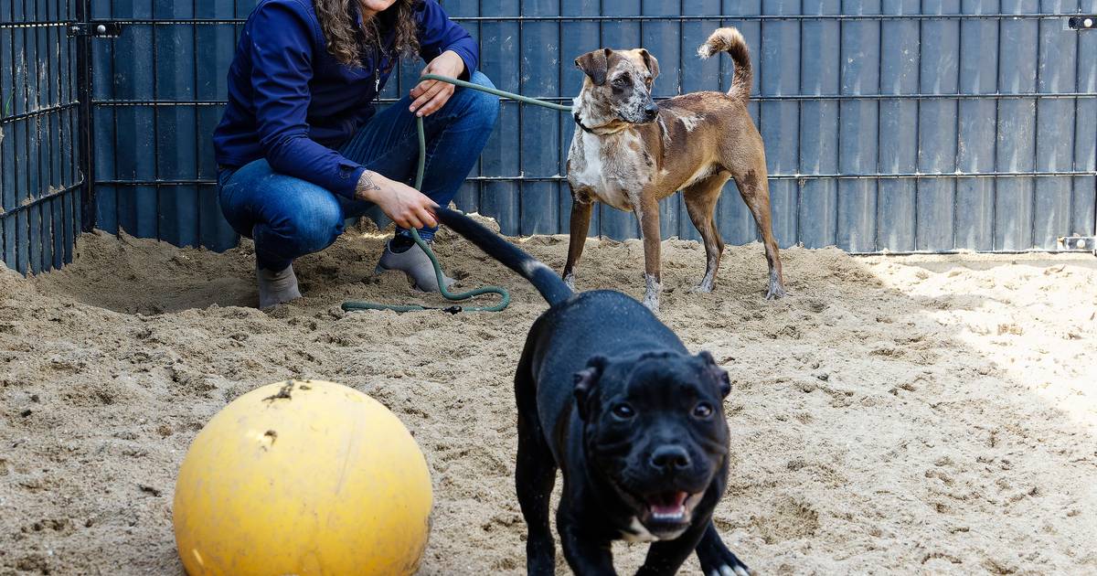 Hondenkennels moeten weg bij pension Liempde, anders gaat het de eigenaren tienduizenden euro’s kost