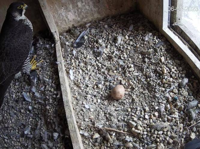 Voor het eerst in 9 jaar geen slechtvalkjes uitgebroed in toren Sint-Martinusbasiliek