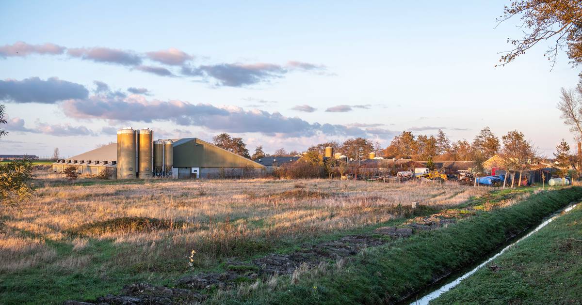 In Geersdijk komt een nieuwe stal voor bijna 6000 varkens