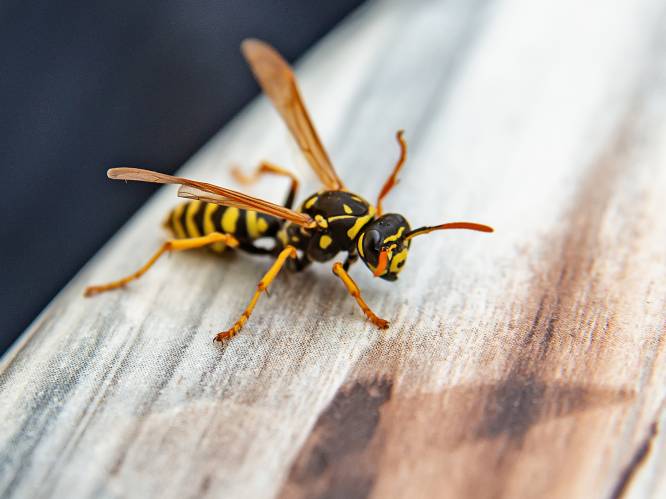 “Bierdrinkers worden vaker gestoken”: hoe voorkom je dat je gebeten wordt nu het insectenseizoen begonnen is?