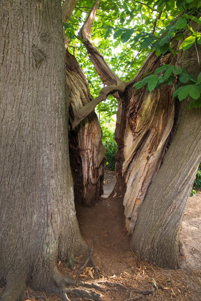 null Beeld Hans Menop / SBNL Natuurfonds