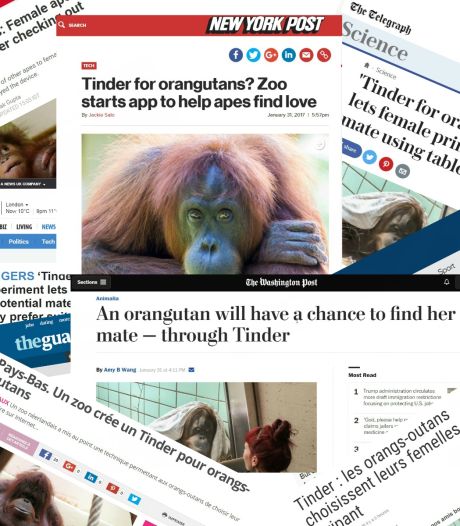 Na Tinder voor orang-oetans nu Insta voor bonobo’s? Apen hebben ook emoties, zegt Evy van Berlo 