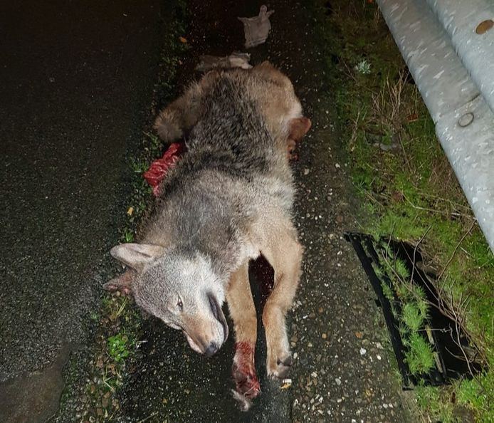 Deze dode wolf werd wellicht aangereden op de snelweg.