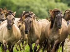 Konikpaarden verlaten vangweide Oostvaardersplassen