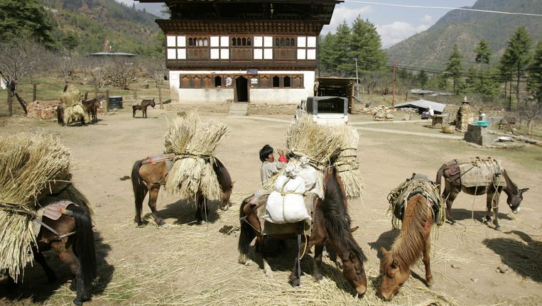 Een Bhutanese boer laadt stro op zijn muilezels. Beeld AFP