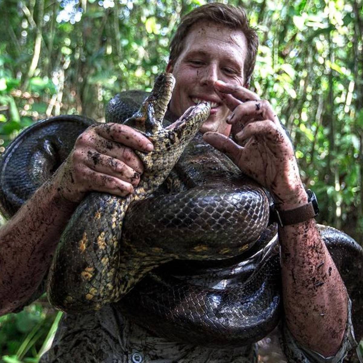 le plus gros serpent jamais capturé et tué