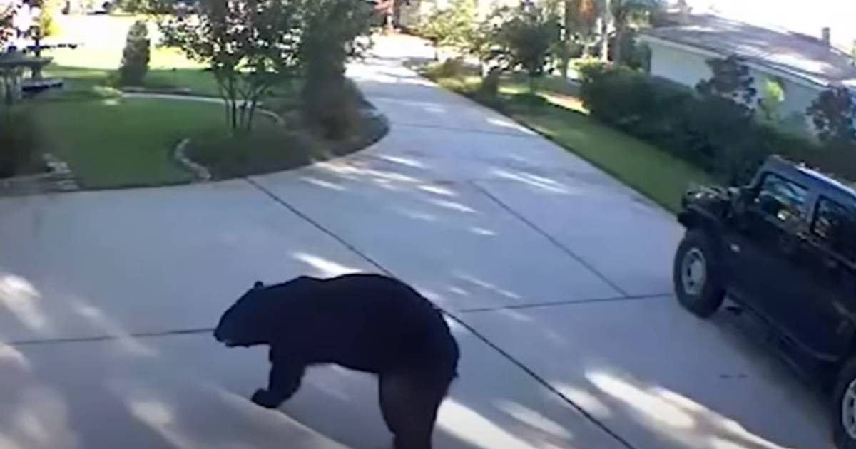 Three-legged black bear feels right at home in residential Florida: ‘Oh my God, he’s having a beer’ |  outside