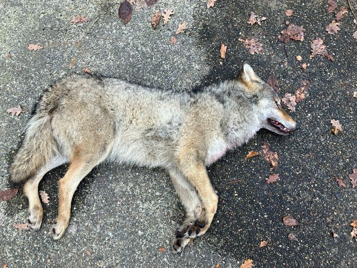Een vrouwelijke wolvenwelp is vanmorgen overleden op de Noord-Zuidverbinding in Hechtel-Eksel na een aanrijding.
