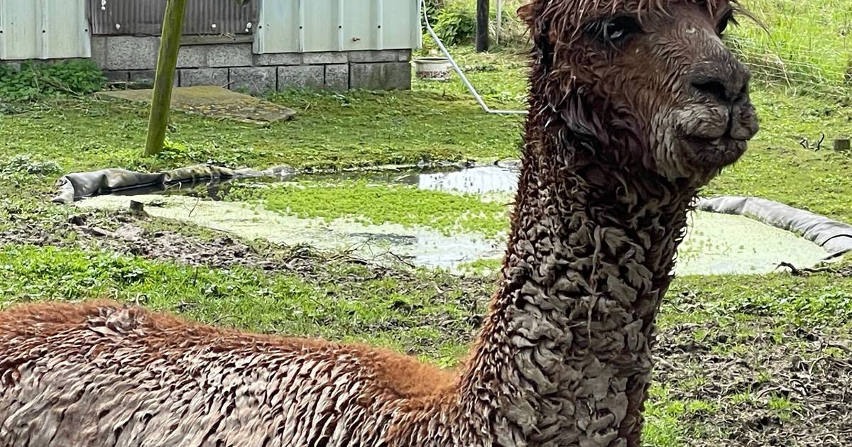 Hond van buren bijt alpaca Tikka dood “Mijn dochter loopt soms ook buiten rond, ik moet er niet