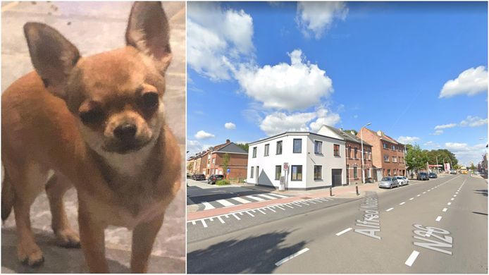 Links: chihuahua Roxy. Rechts: de Leuvensesteenweg waar de feiten ongeveer gebeurden.