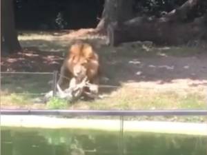 Un lion du zoo de Planckendael mange une cigogne qui atterrit dans son enclos: “La loi de la nature”