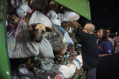 200 chiens destinés à être consommés découverts dans un camion en Indonésie