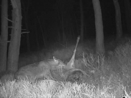 ‘Unieke beelden’ van wolf op de Veluwezoom: ‘Toont de rol van de wolven in onze natuur’