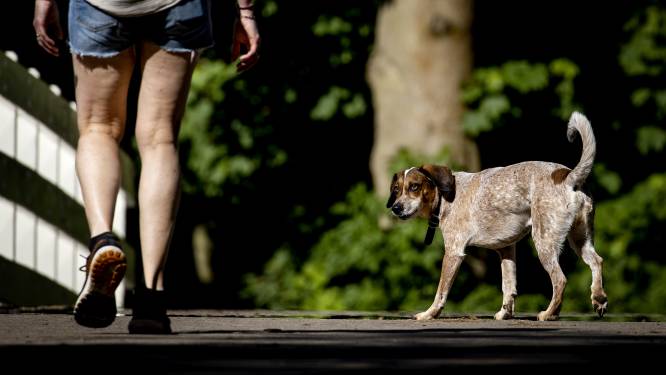 Dierenpolitie waarschuwt hondenbezitters: ‘Giftige sponzen en tennisballen bij Bavel en Ulvenhoutse bos’