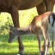 Schattig: Hertje Bambi Berend opgenomen door paardenfamilie