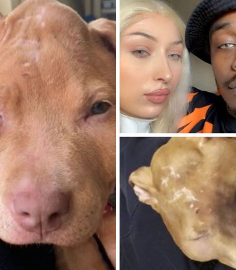Pattes fracassées, brûlures de cigarettes et d’acide: un chiot de 4 mois découvert chez des influenceurs français