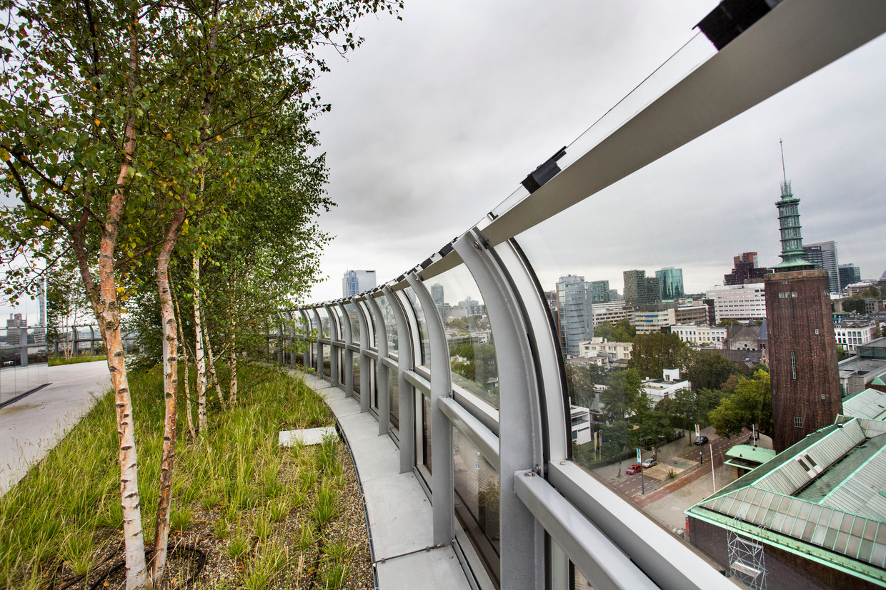 Het dakbos van depot Boijmans van Beuningen heeft de rooftop award 2020 gewonnen. Met 75 bomen van tien meter hoog is het een klein bos in een grote stad.  Beeld Arie Kievit