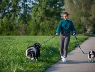 Op stap met je hond: ontdek de prachtige natuur en architectuur in Rumbeke