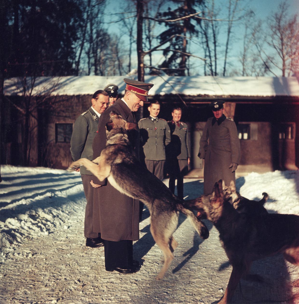 Wolfsschanze, winter 1942. Hitler is na drieënhalve maand Oekraïne terug in zijn hoofdkwartier in Oost-Pruisen en vermaakt zich met zijn herdershonden in de sneeuw. Links: Julius Schaub, die in het najaar van 1940 de door Hitler aan
de kant gezette Wilhelm Brücker als chef-adjudant was opgevolgd. Tweede van rechts: adjudant Alfred Bormann, de broer van Martin.  Beeld k2 Walter Frentz