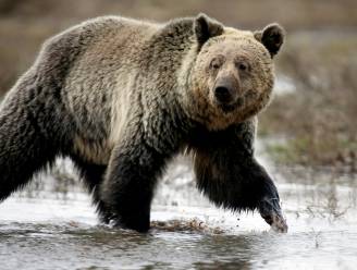 Grizzlybeer bijt mijnwerker dood in Alaska
