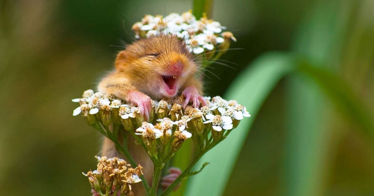 Fantastische foto�s! Deze dieren werken echt op de