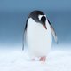 Dankbare pinguïn zwemt 8000 kilometer voor weerzien met redder