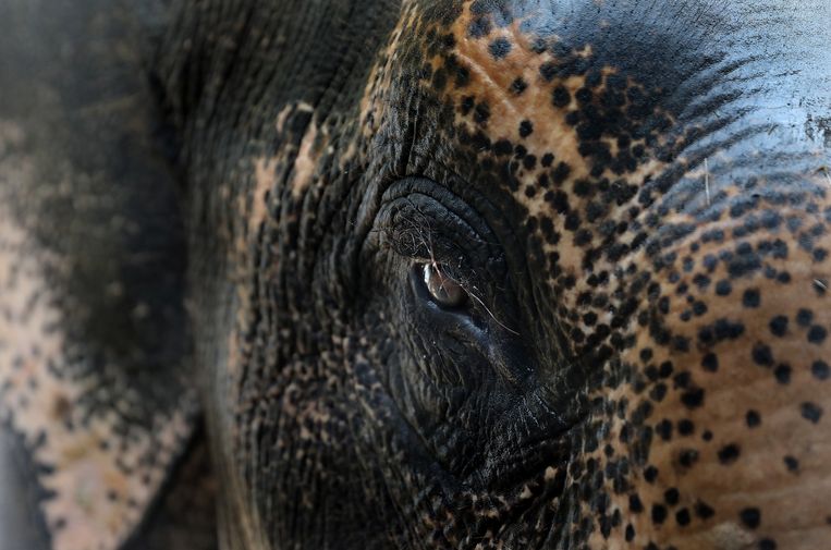 In plaats van een echte olifant stapt de tempel in Kerala over naar een mechanische versie.  Beeld EPA