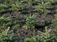 Verkoop kerstbomen moet na 44 jaar stoppen