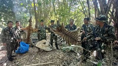 Vijf stropers veroordeeld voor het doden van tijger en haar welp in Thailand