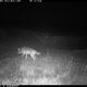 Dit is ze, de nieuwe wolvin in Vlaanderen... en ze is op weg naar August