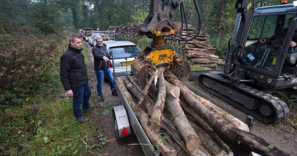 Hout van de es brandt net zo goed als hout van de eik Noordoostpolder