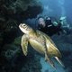 Honderden nieuwe diersoorten ontdekt in Great Barrier Reef