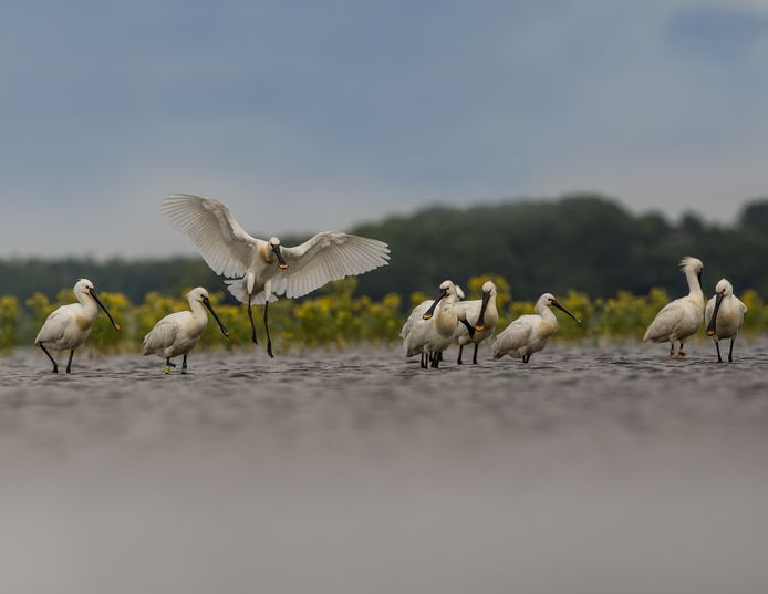 Dit Vogelparadijs Wil Waddenzee En Ijsselmeer Overtroeven Markiezaat Is Een Magneet Voor Vogels Bergen Op Zoom Bndestem Nl