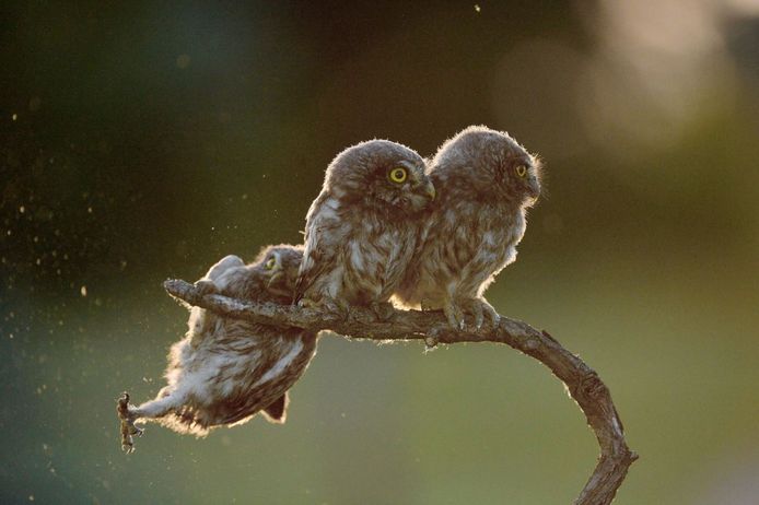 Comedy Wildlife Photography Awards