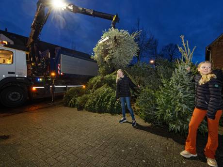 Komt u even 230 kerstbomen van de oprit halen? Liempdse zusjes krijgen spierballen van het sjouwen