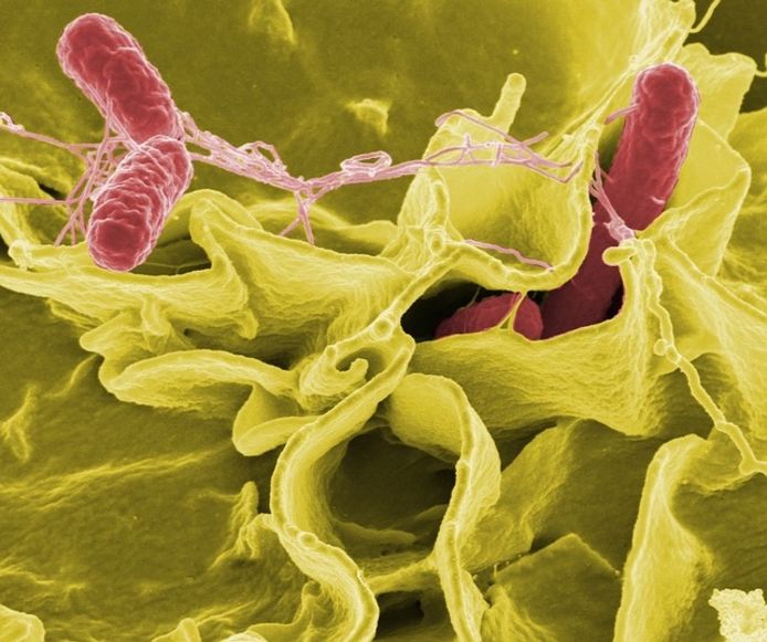 Een salmonellabacterie.