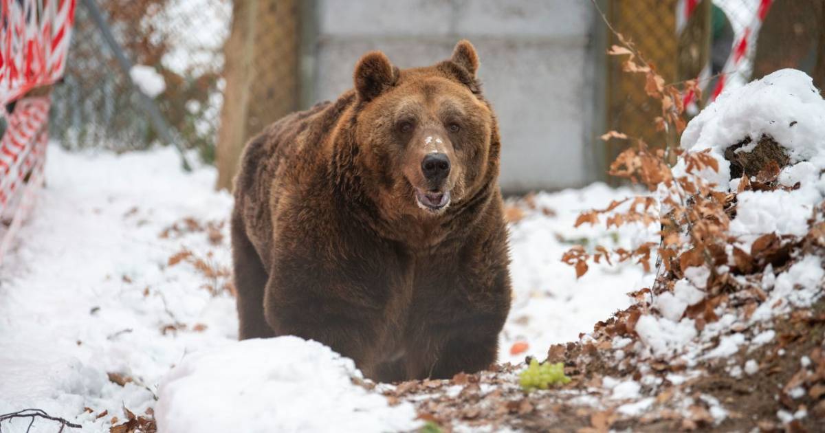 IN PICTURE. Last "restaurant bear" from Albania transferred to reserve
