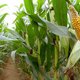Frankrijk schort kweek genetisch gemodificeerde maïs op