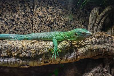 Tips voor ’n uitje in Nijmegen en omgeving: Reptielenbeurs en excursie langs Thornsche Molen