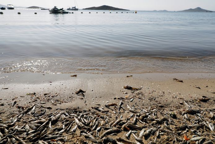 Des poissons et des crustacés morts gisent sur le rivage de la plage "Cala del Pino", dans la lagune Mar Menor de Murcie, en Espagne, le 20 août 2021.