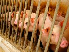 Bientôt un référendum contre la maltraitance animale en France?