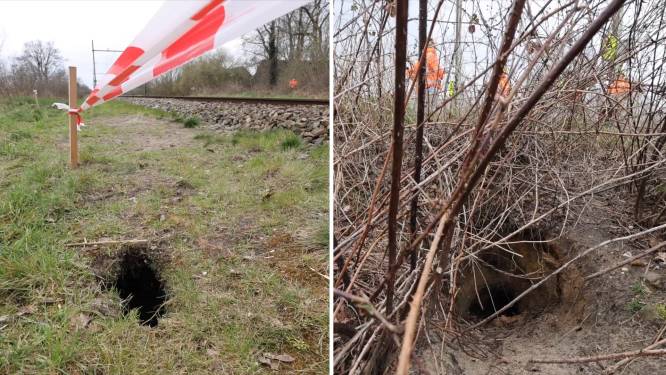 ProRail start met uitgraven dassenburcht onder het spoor bij Esch: ‘De kraamburcht laten we met rust’