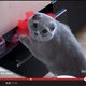 Betrapt!