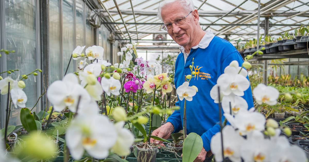 Zee van orchideeën in Hollandsche Rading, met dank aan kweker Koos | Utrecht