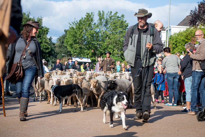 Samen met schaapherders dreven border collies de kudde.