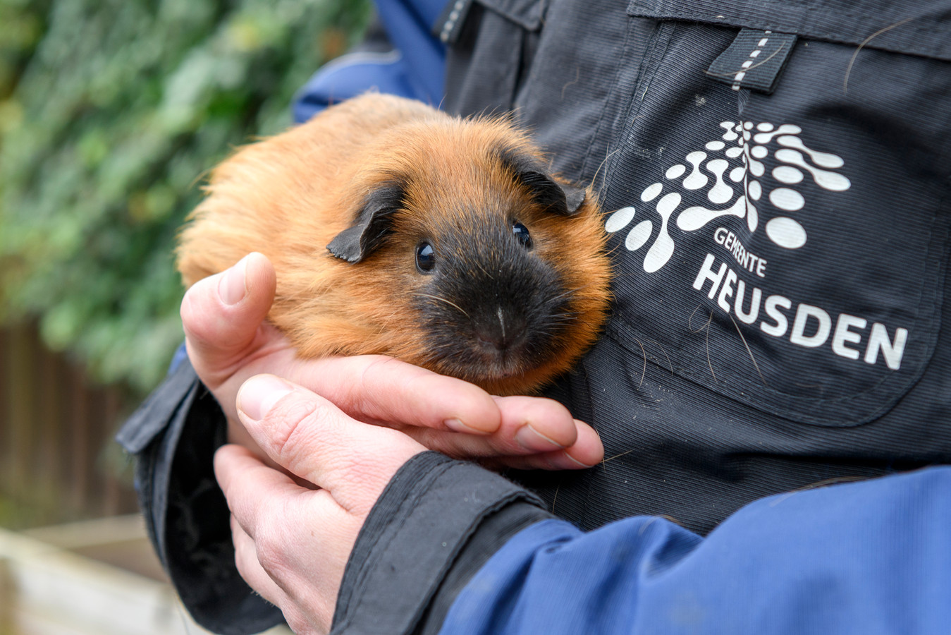 Sjoerd Putters, beheerder van het dierenpark in Drunen, met een gedumpte cavia die gewond, ondervoed en zwanger was.