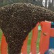 Dít is wat je moet doen als je een zwerm bijen ziet (tip 1: raak niet in paniek)