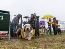 Plan: 120.000 euro voor terreinen waar Moerdijkse honden kunnen rennen 
